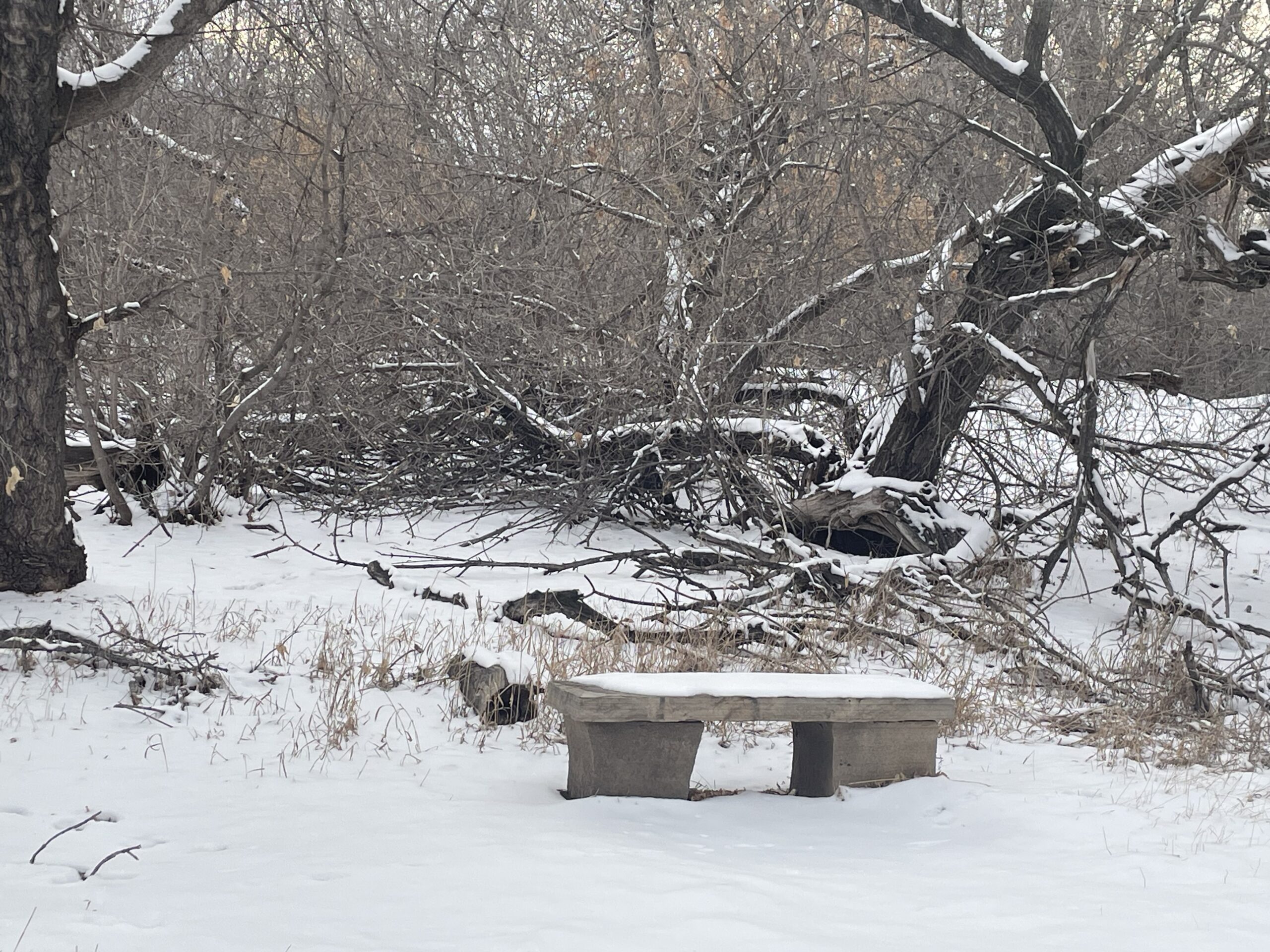 The Bench